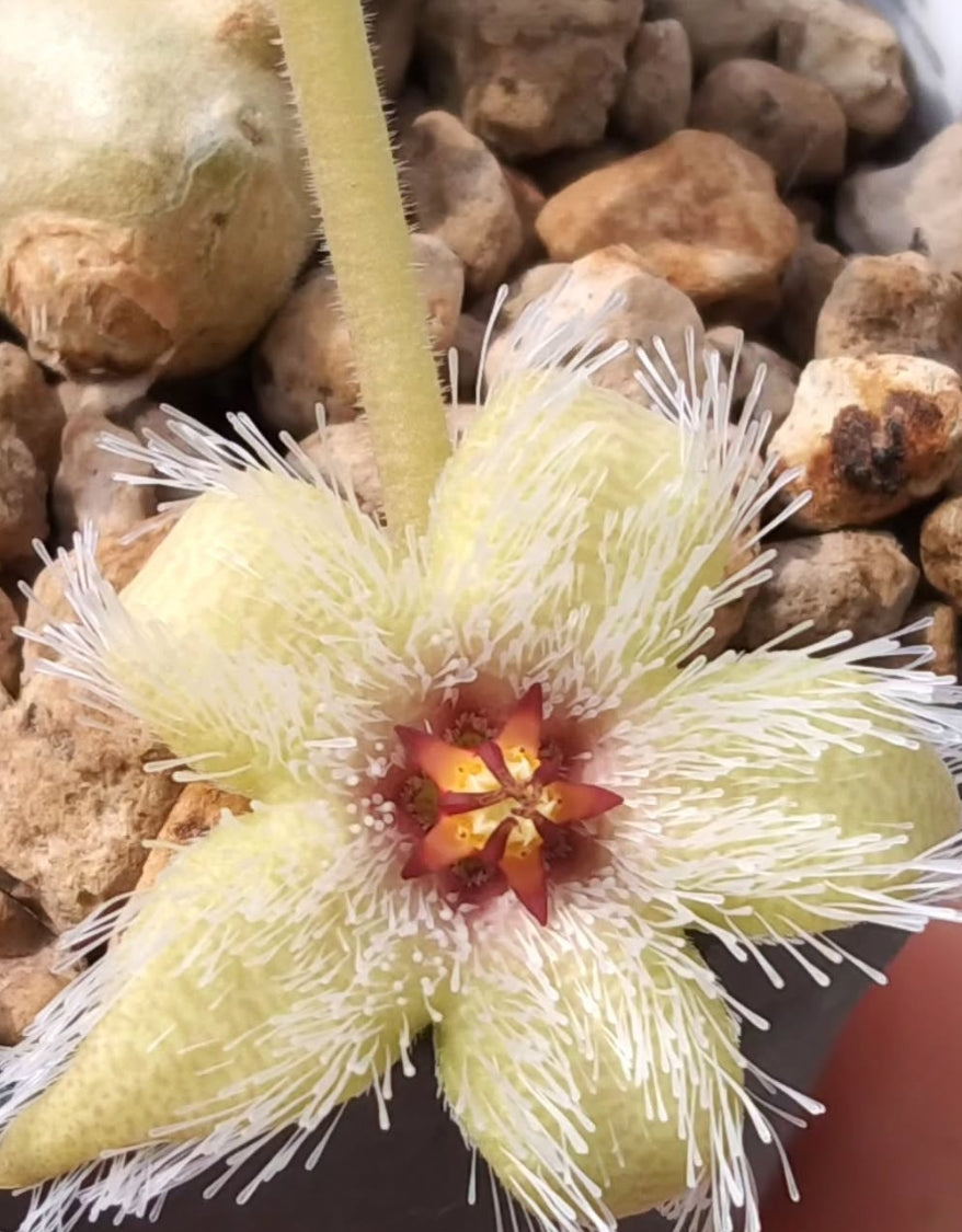 Stapelia glanduliflora seeds