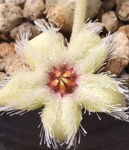 Stapelia glanduliflora seeds