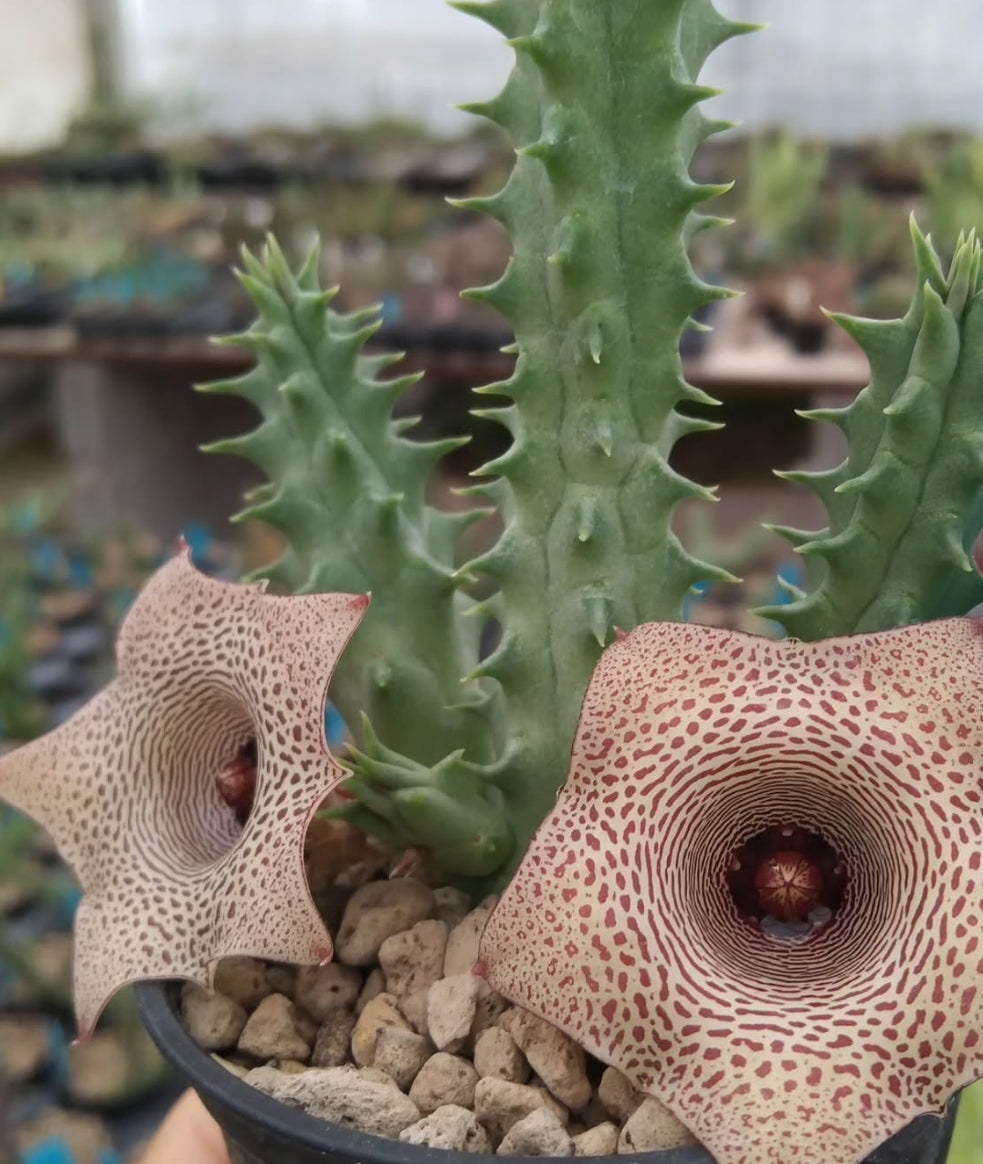 Huernia 'Mini Terra' hybrid seeds