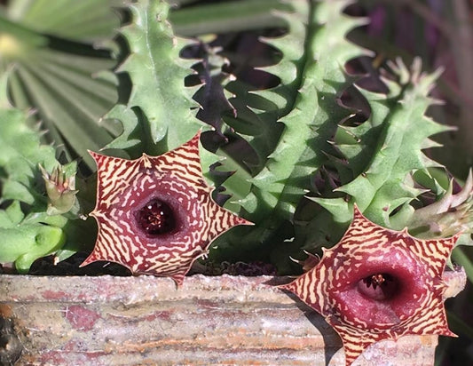 Huernia Red Barcode seeds