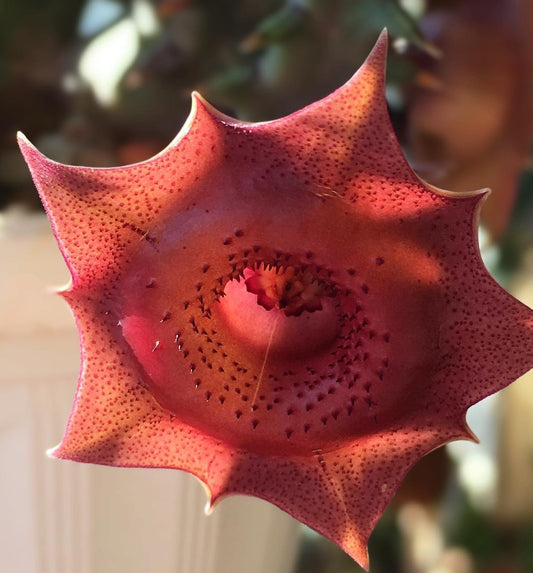 Huernia Red Jewel seeds