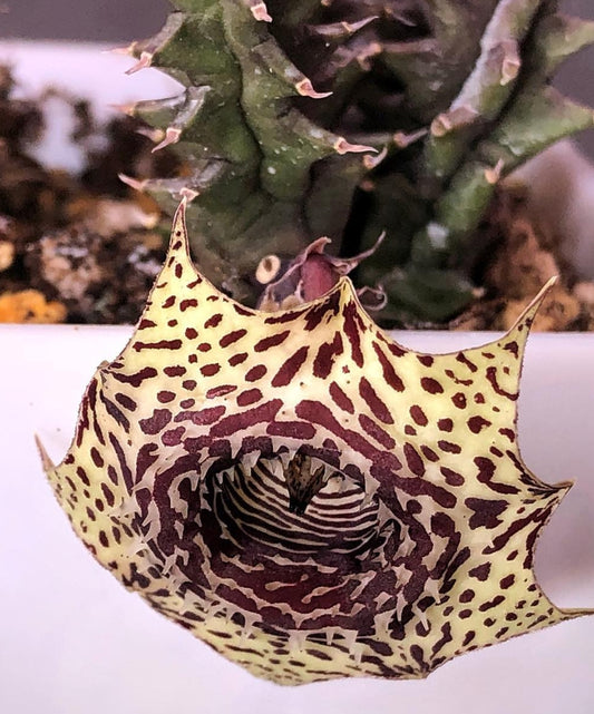 Huernia Starburst hybrid seeds