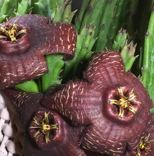 Stapelia (Orbea) Mutabilis seeds