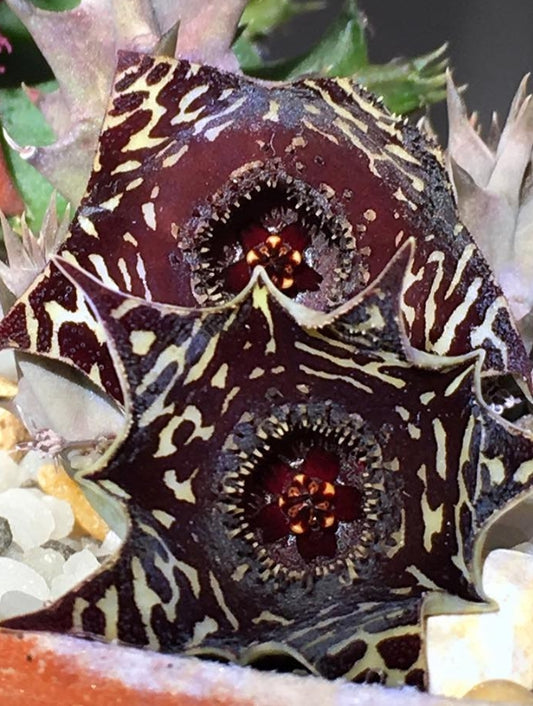 Huernia Saudi-Arabica hybrid seeds