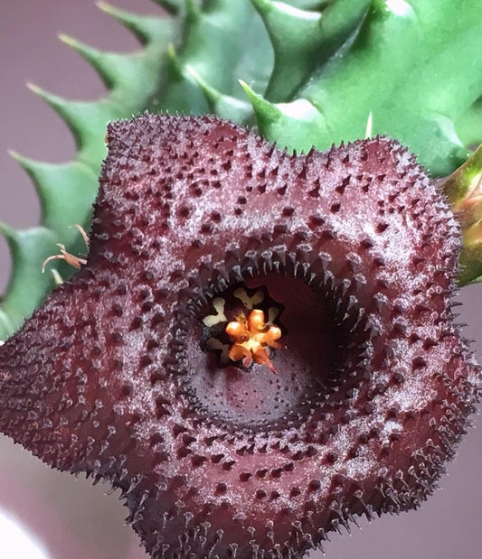 Huernia Sea Urchin hybrid seeds
