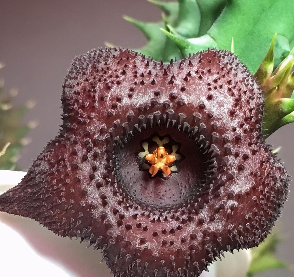 Huernia Sea Urchin hybrid seeds