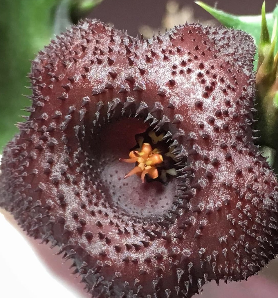 Huernia Sea Urchin hybrid seeds