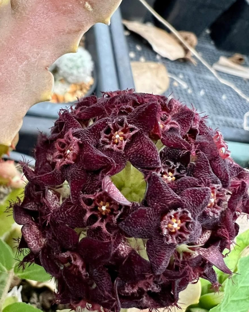 Caralluma acutangula seeds