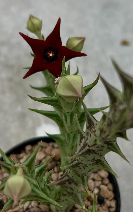 Orbea commutata seeds