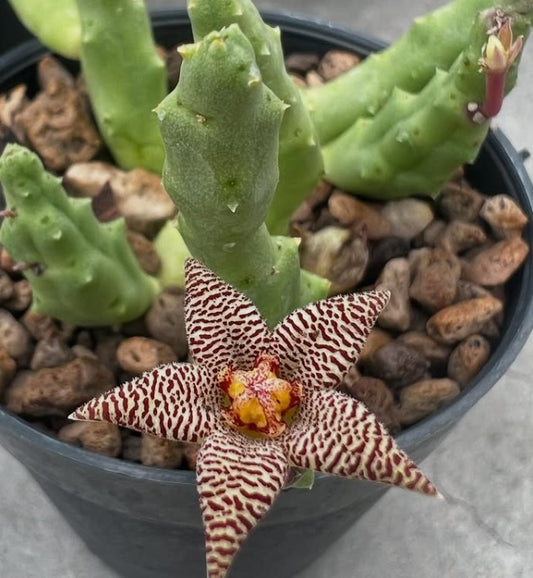 Piaranthus geminatus ssp. geminatus seeds