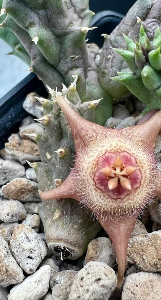 Duvalia corderoyi hybrid seeds