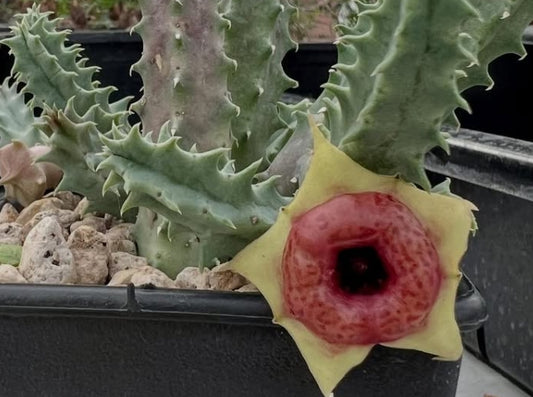 Huernia Red Belly seeds