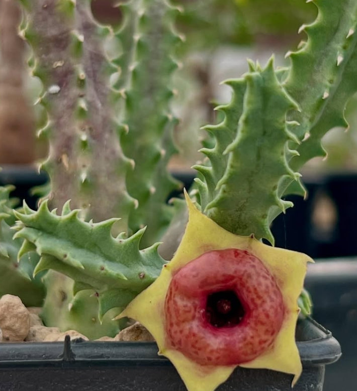Huernia Red Belly seeds