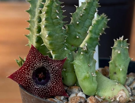 Huernia thuretii x macrocarpa seeds