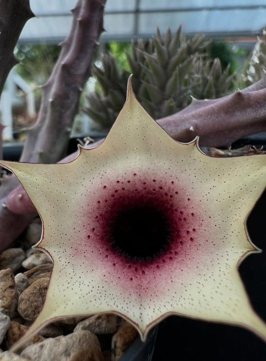 Huernia Korat Sweet Girl seeds