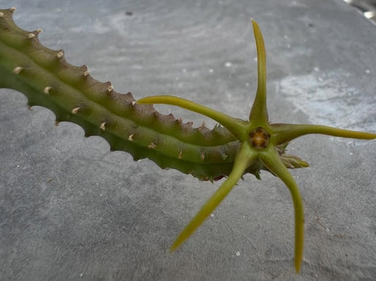 Echidnopsis montana seeds