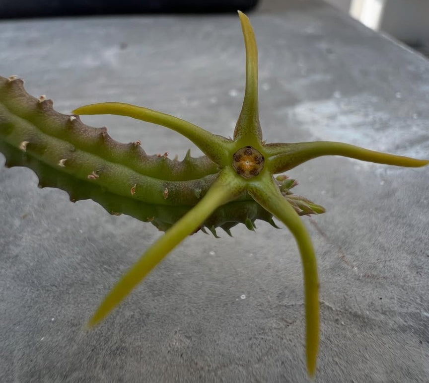 Echidnopsis montana seeds