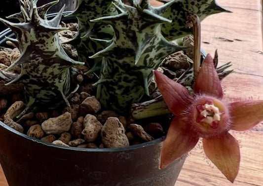 Duvalia sulcata hybrid seeds