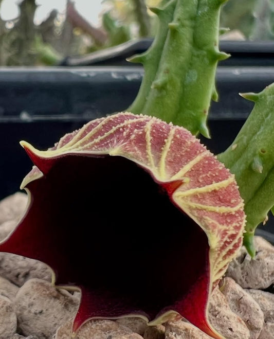 Huernia keniensis var. globosa seeds