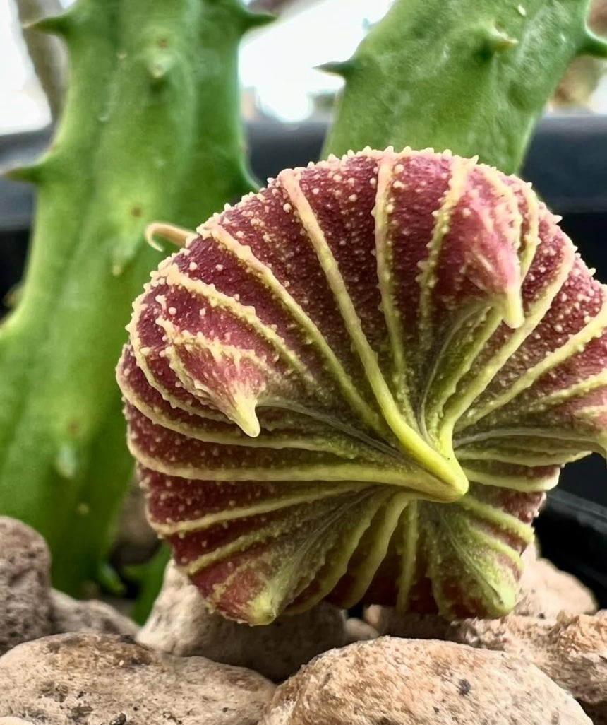 Huernia keniensis var. globosa seeds