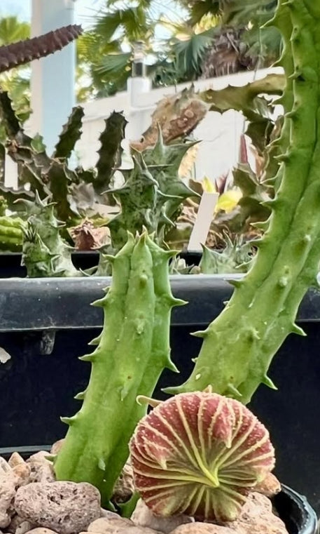 Huernia keniensis var. globosa seeds