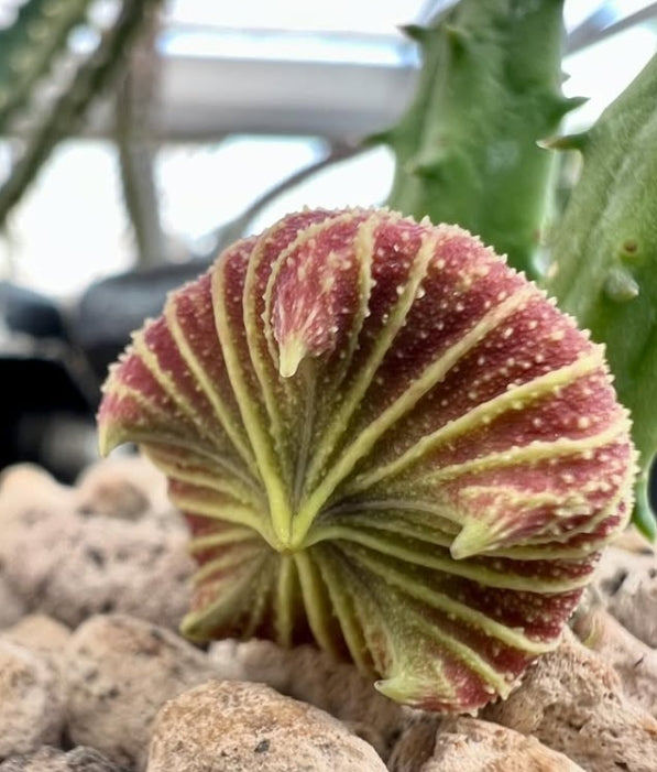 Huernia keniensis var. globosa seeds