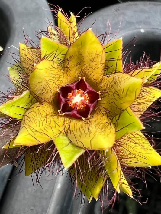 Caralluma indica seeds