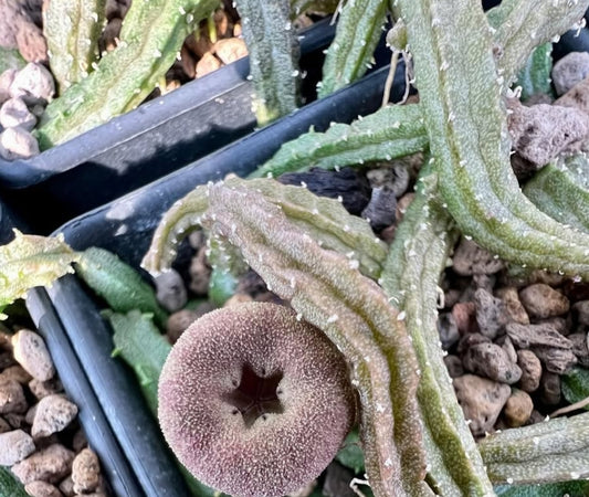 Echidnopsis malum seeds