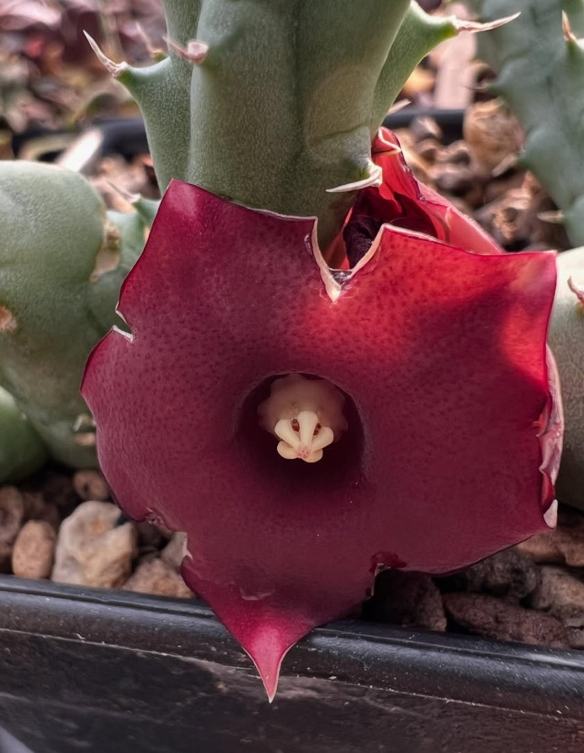 Huernia rubra seeds
