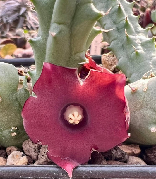 Huernia rubra seeds