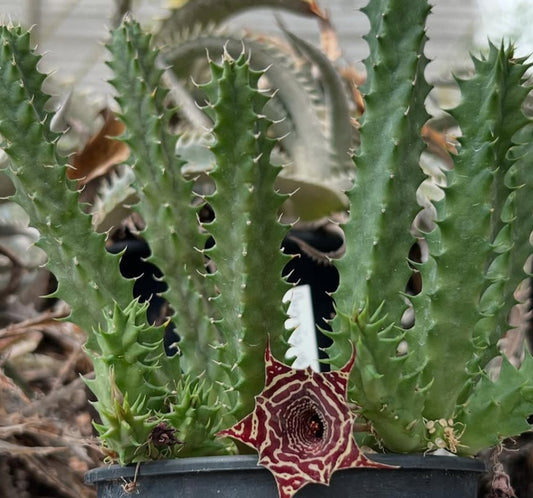Huernia szunyogh hybrid seeds