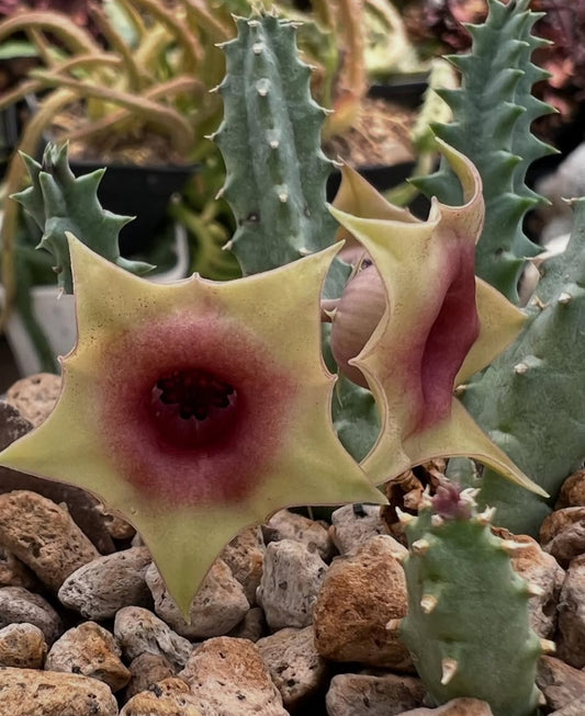 Huernia insigniflora seeds