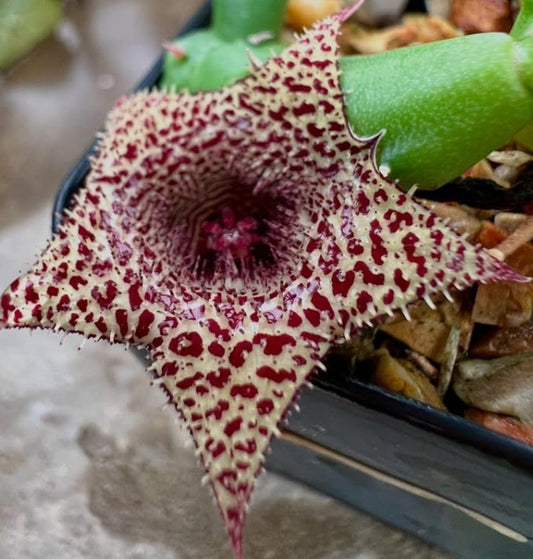 Huernia erinacea seeds