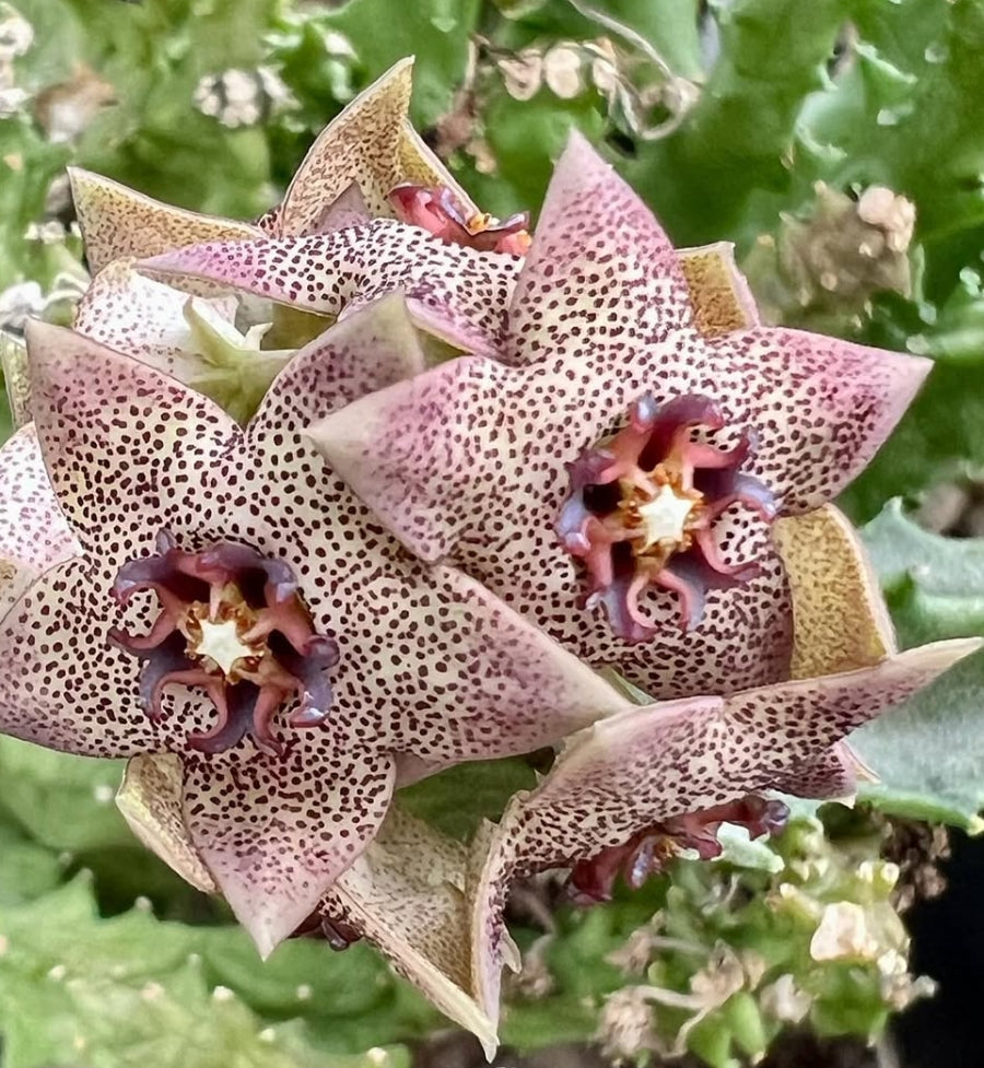 Caralluma hexagona seeds
