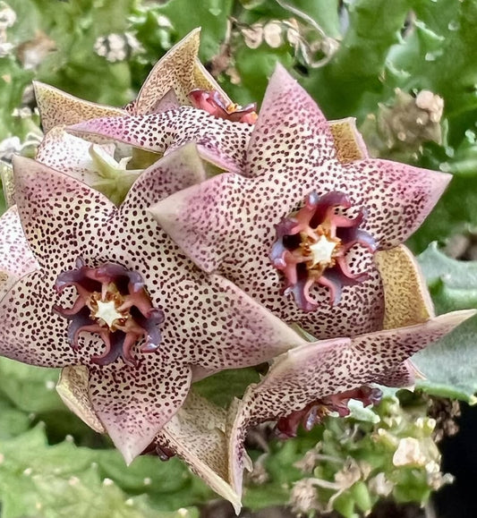 Caralluma hexagona seeds