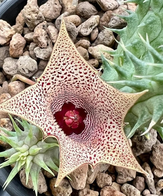 Huernia Red Ribbon seeds