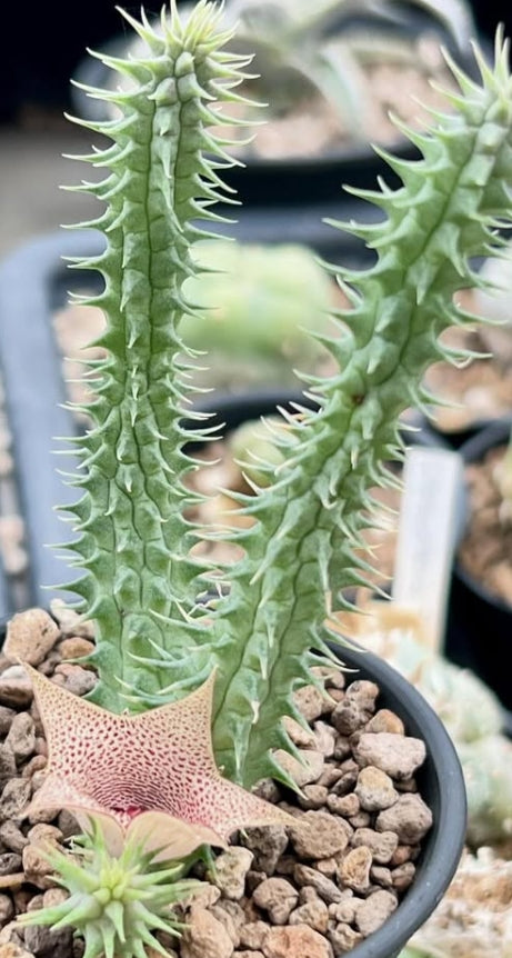 Huernia Red Ribbon seeds
