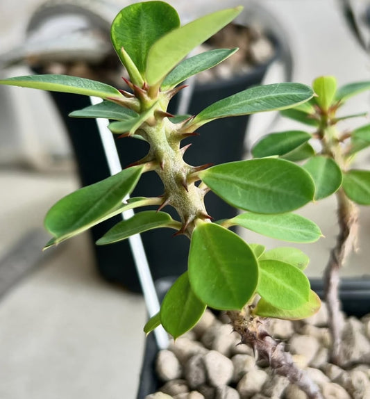 Euphorbia bulbispina seeds