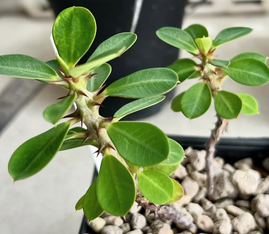 Euphorbia bulbispina seeds