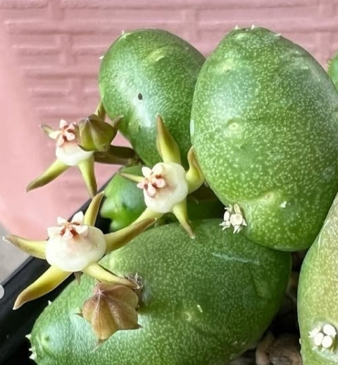 Duvalia parviflora seeds