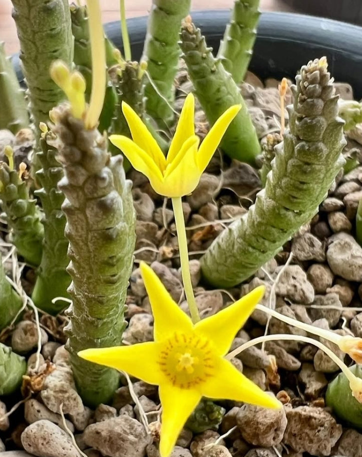 Socotrella dolichocnema seeds