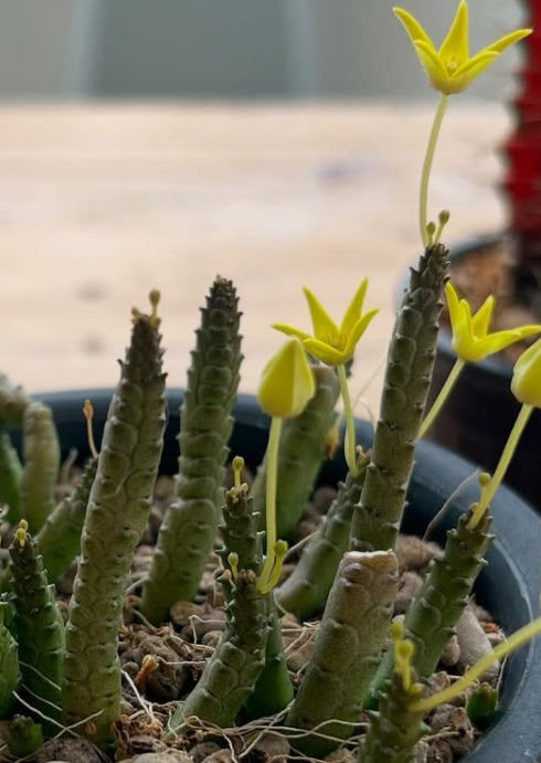 Socotrella dolichocnema seeds