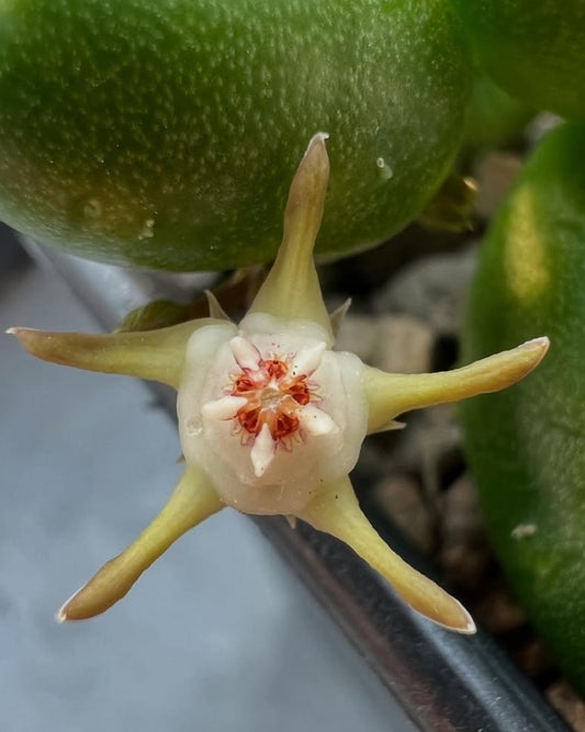 Duvalia parviflora seeds