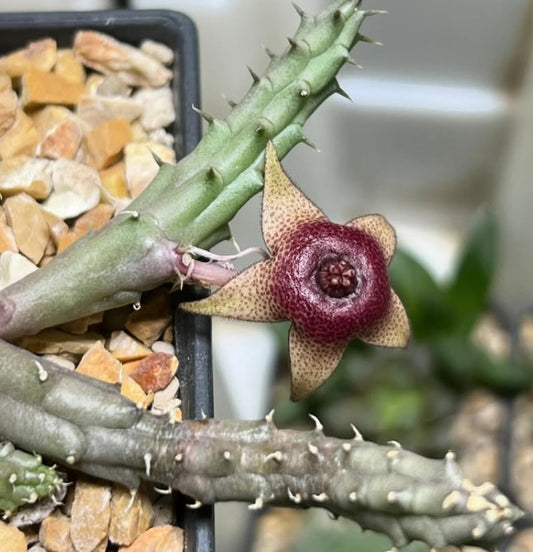 Huernia tanganyikensis seeds