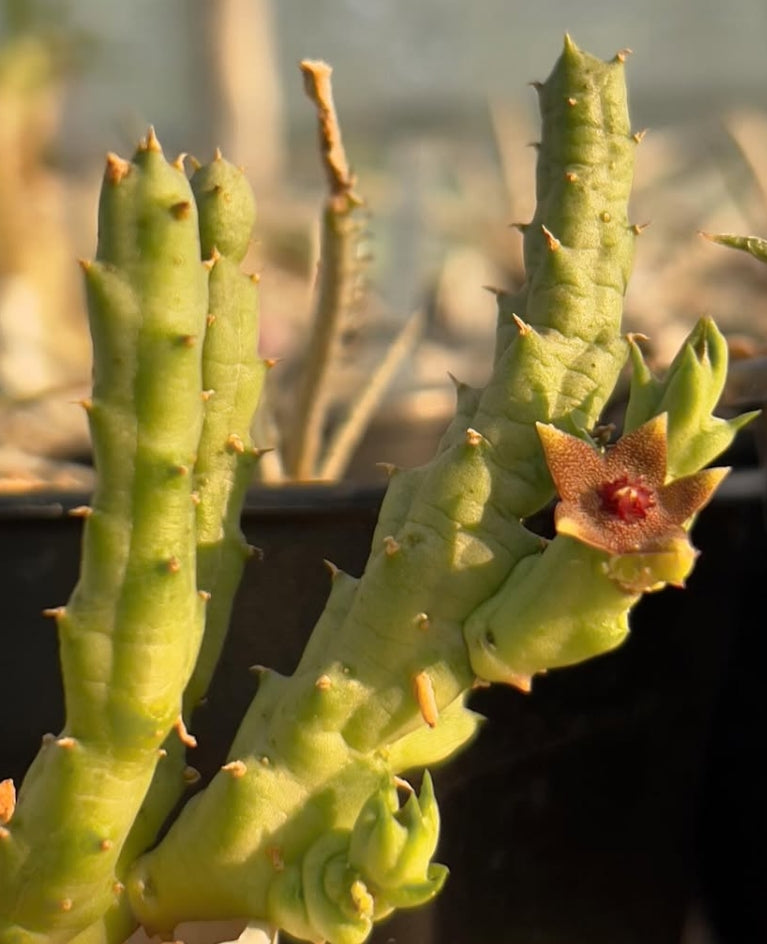 Orbea cooperi seeds