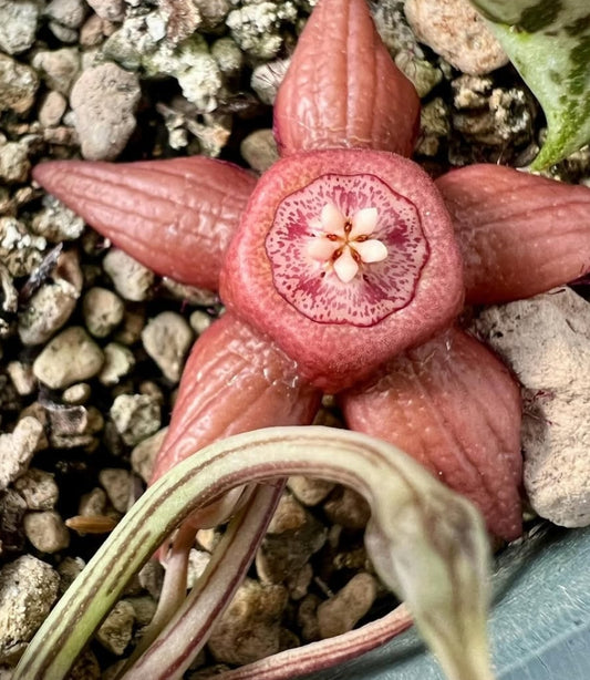 Duvalia sulcata var. seminuda seeds