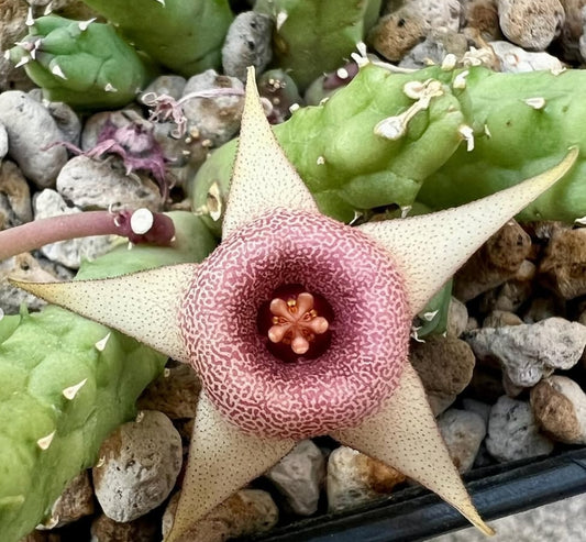 Huernia procumbens x Huernia coccina seeds