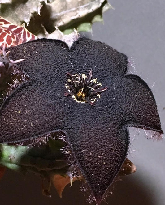 Tridentea gemmiflora seeds