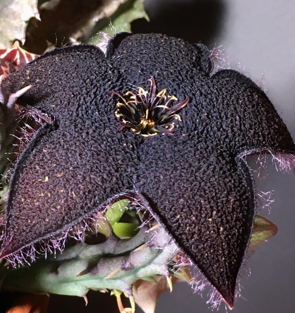 Tridentea gemmiflora seeds