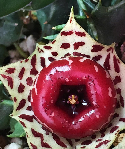 Huernia Plowesii seeds
